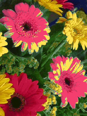 Kwitnące gerbery w ogrodzie